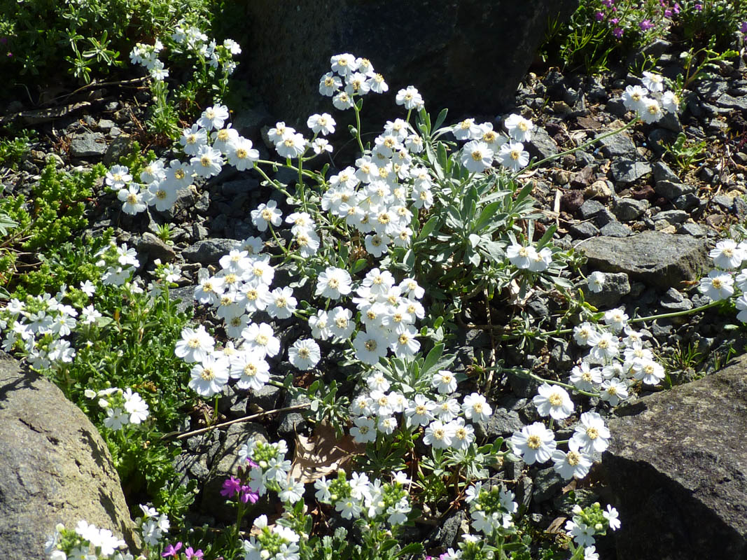 Achillea ageratifolia